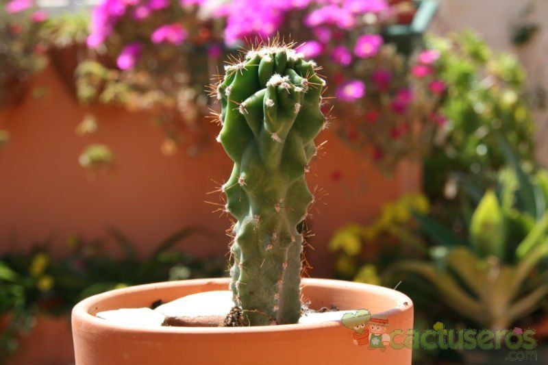 A photo of Cereus hildmannianus f. monstruosa