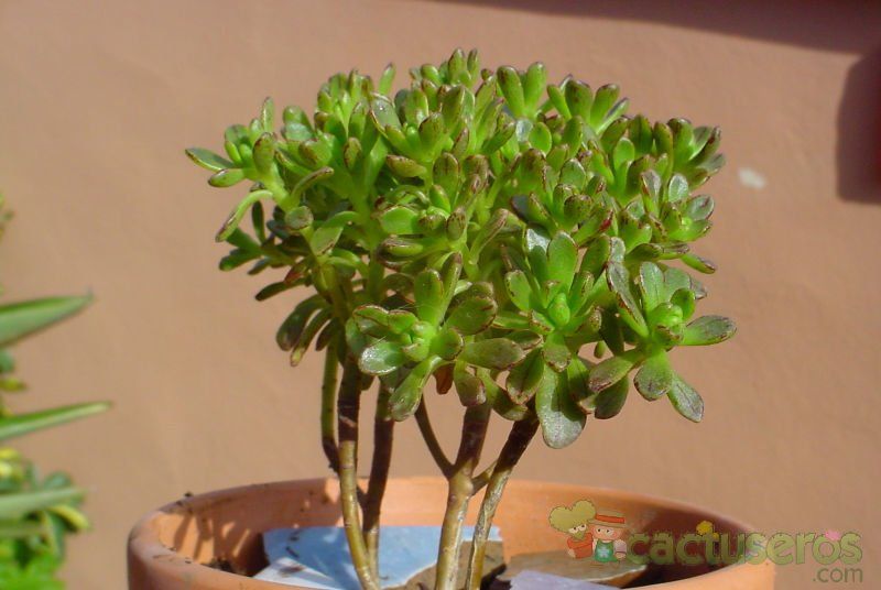 Una foto de Aeonium x casanovense (Aeonium spathulatum x Aeonium sedifolium)