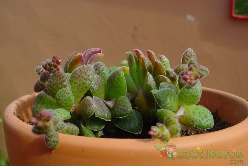 A photo of Crassula exilis ssp. picturata