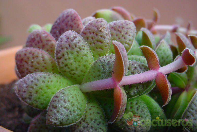 A photo of Crassula exilis ssp. picturata