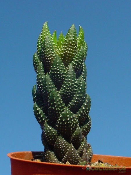 Una foto de Haworthia coarctata