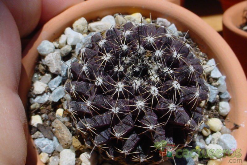 Una foto de Copiapoa humilis subsp. tenuissima