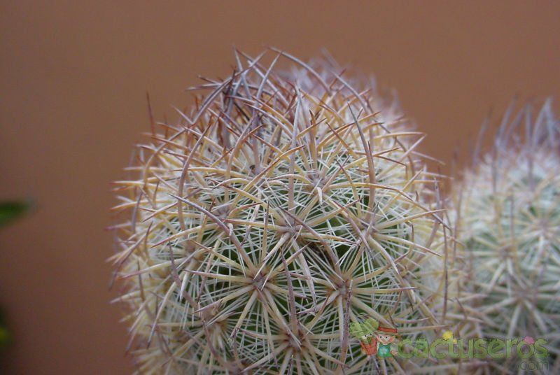 Una foto de Mammillaria pottsii