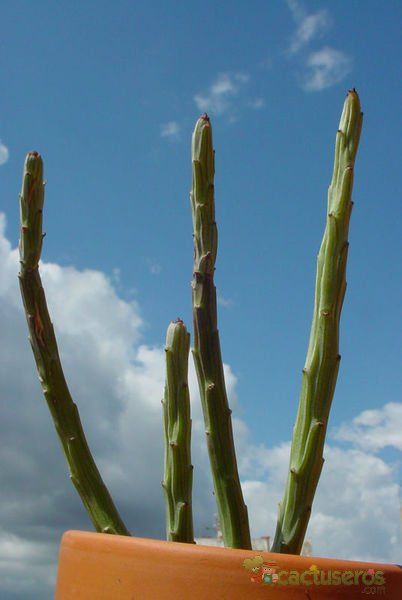 A photo of Kleinia anteuphorbium