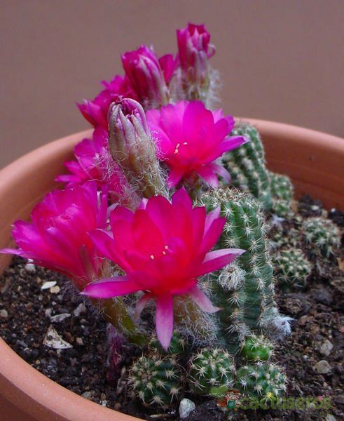 A photo of Chamaelobivia cv. violet