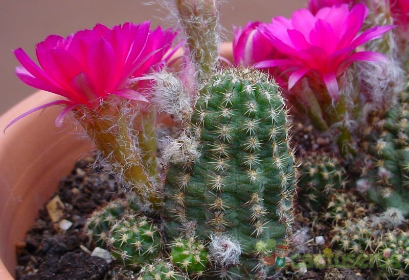 A photo of Chamaelobivia cv. violet