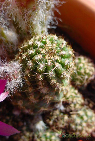A photo of Chamaelobivia cv. violet