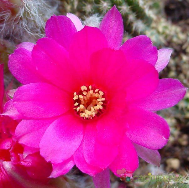 A photo of Chamaelobivia cv. violet