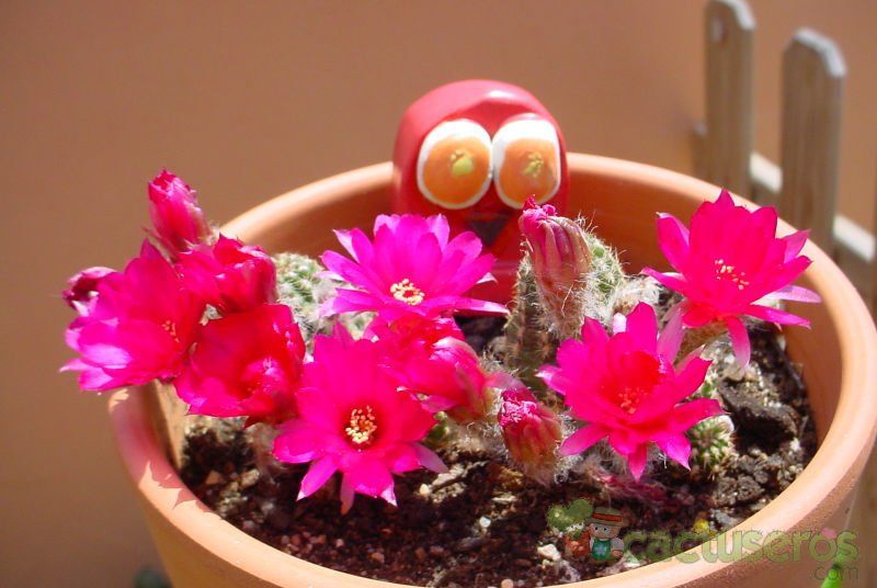 A photo of Chamaelobivia cv. violet