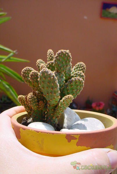 Una foto de Opuntia microdasys ssp. rufida fma. monstruosa
