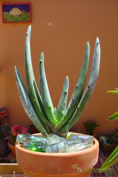 Una foto de Aloe claviflora