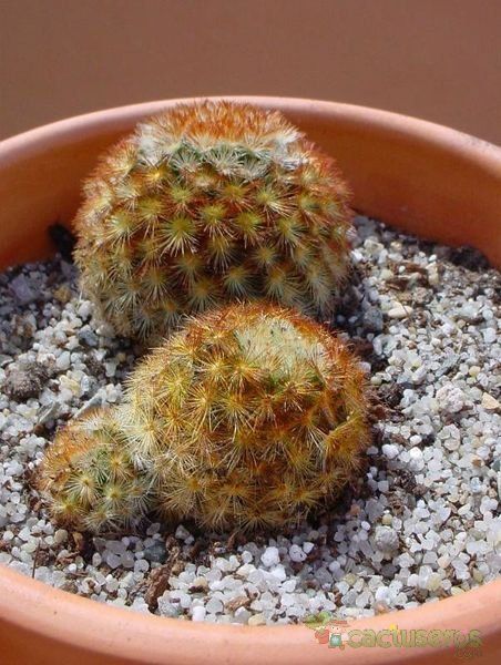 A photo of Mammillaria carmenae