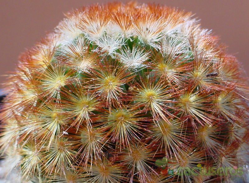 A photo of Mammillaria carmenae