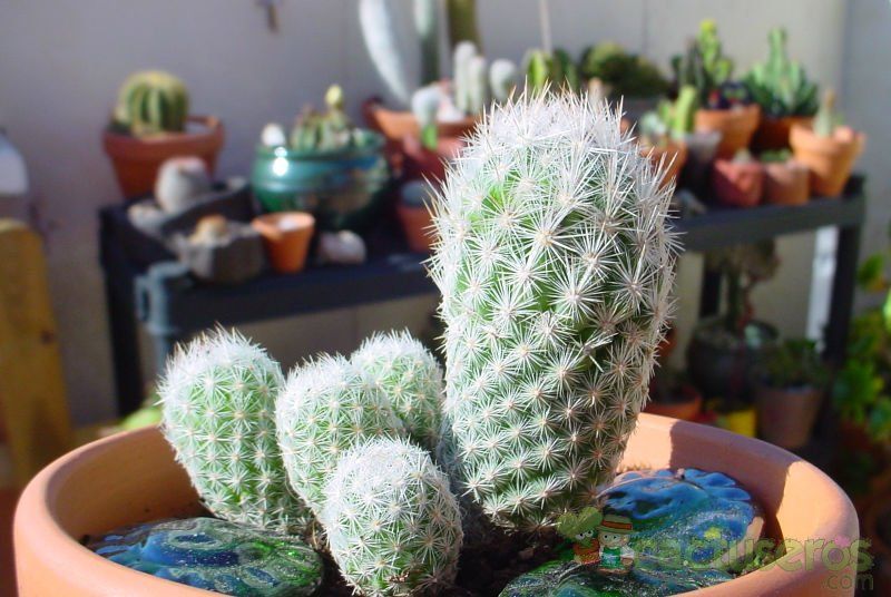 Una foto de Escobaria sneedii subsp. leei