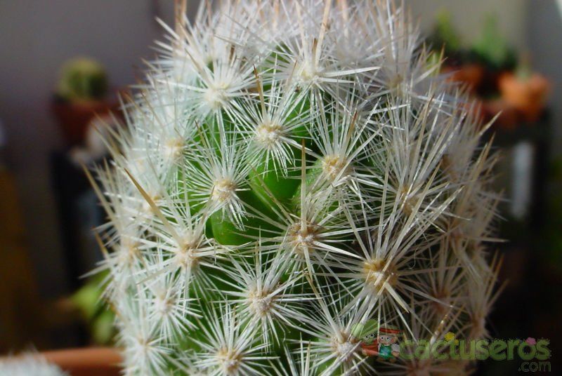 Una foto de Escobaria sneedii subsp. leei
