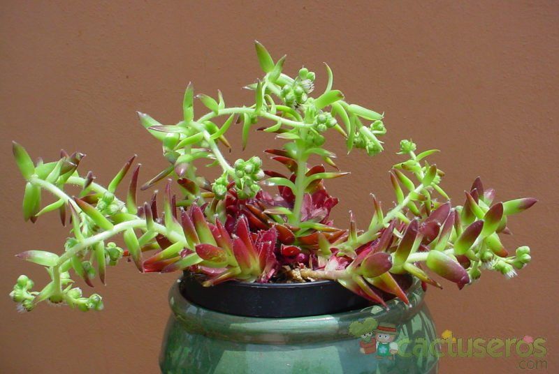 A photo of Sempervivum fauconnettii var. rubellum