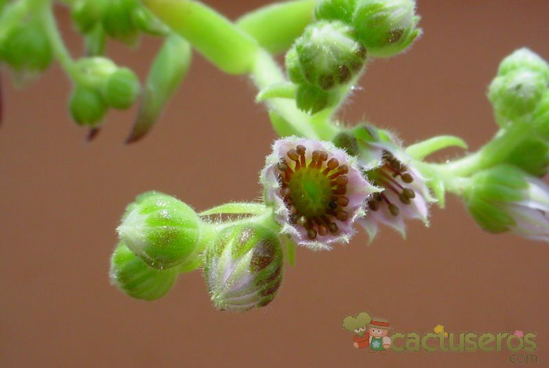 A photo of Sempervivum fauconnettii var. rubellum