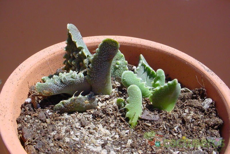 A photo of Faucaria felina ssp. tuberculosa