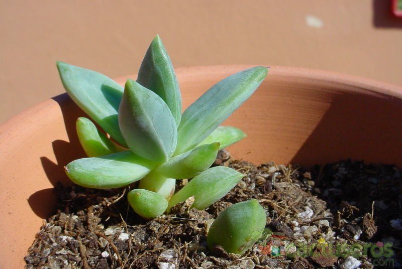 A photo of Pachyphytum brevifolium