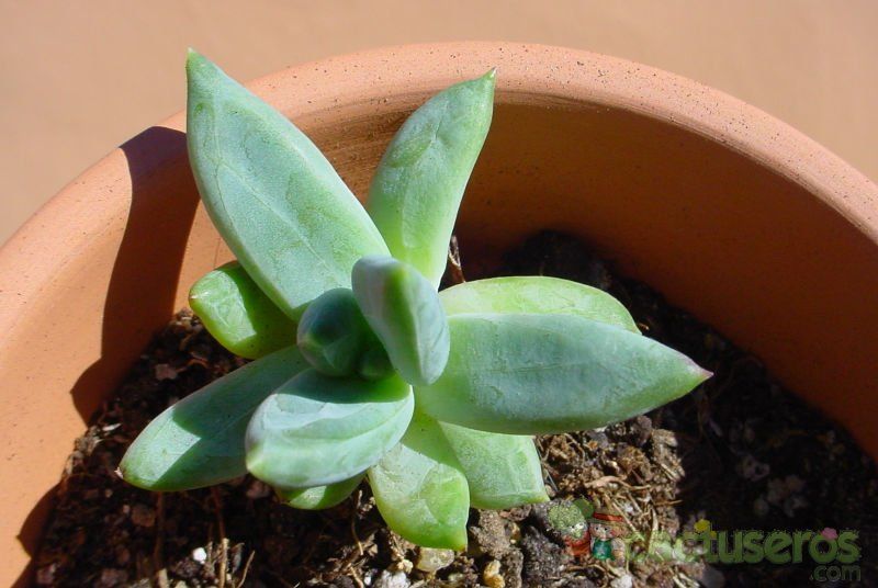 A photo of Pachyphytum brevifolium
