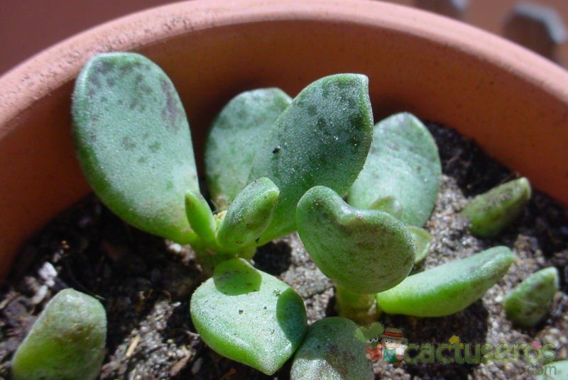 A photo of Adromischus hemisphaericus