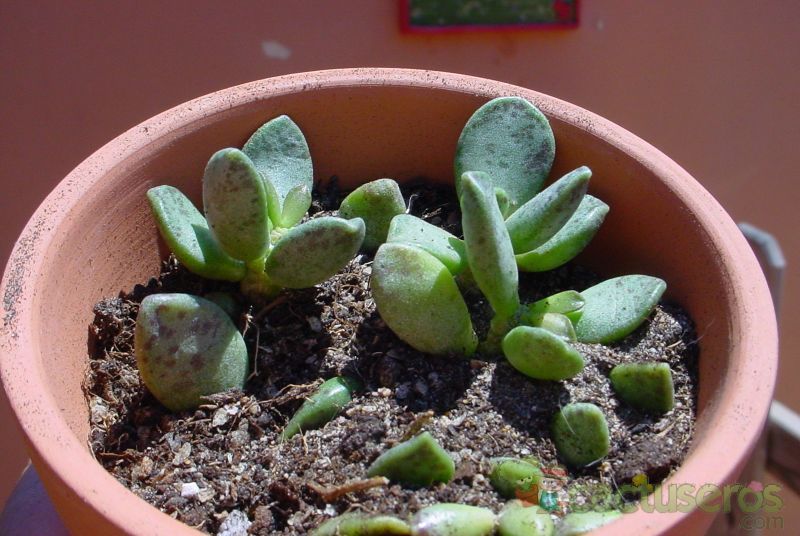 A photo of Adromischus hemisphaericus