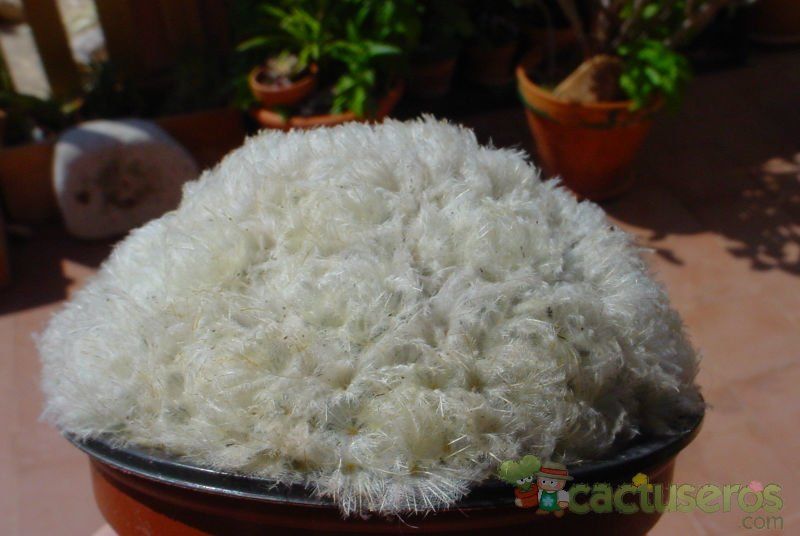 A photo of Mammillaria plumosa