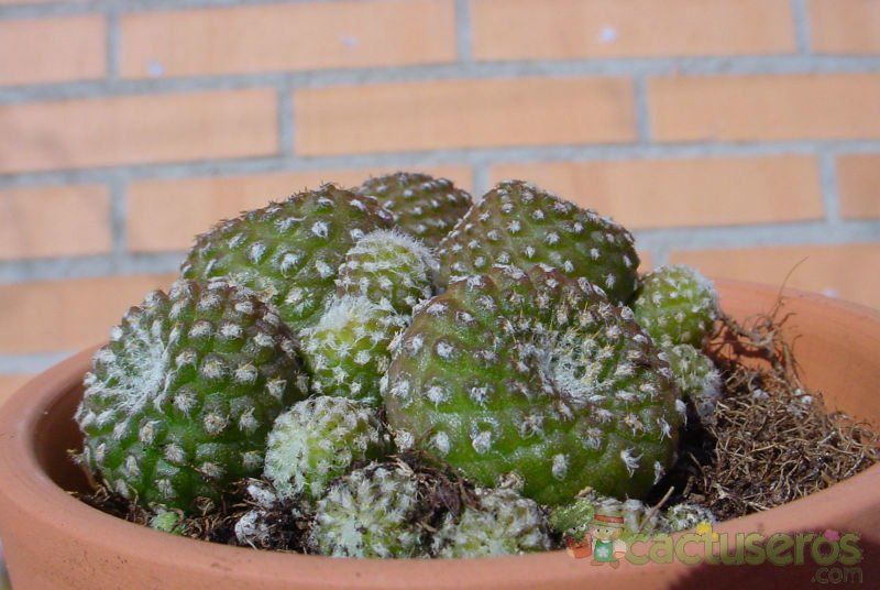A photo of Copiapoa hypogaea subsp. laui