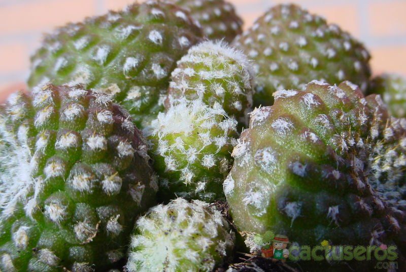 A photo of Copiapoa hypogaea subsp. laui
