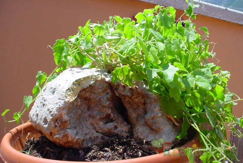 Una foto de Zygosicyos pubescens  
