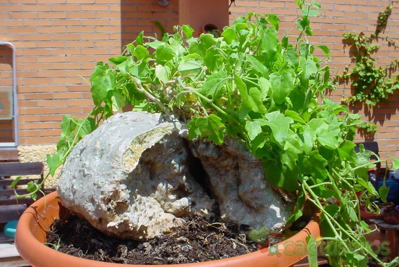 Una foto de Zygosicyos pubescens  