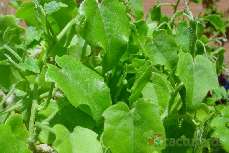 Una foto de Zygosicyos pubescens  