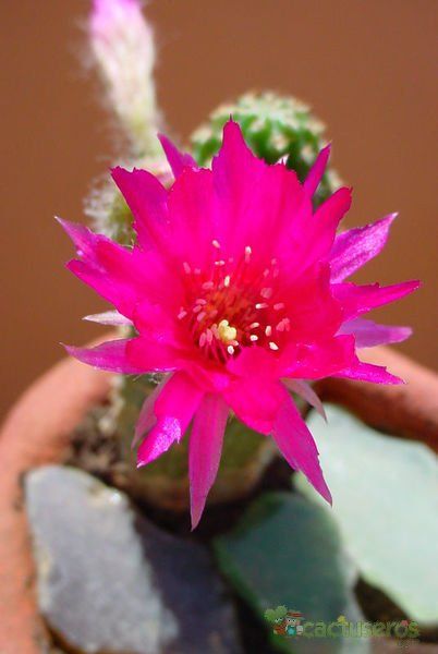 A photo of Chamaelobivia cv. violet
