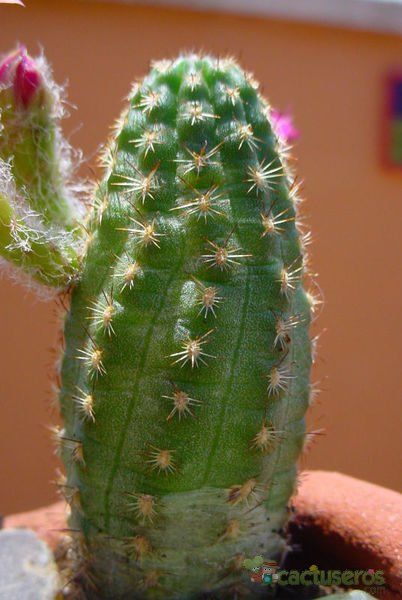 A photo of Chamaelobivia cv. violet