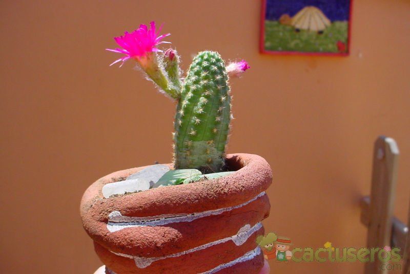 A photo of Chamaelobivia cv. violet
