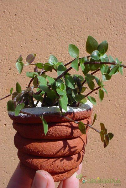 A photo of Callisia repens