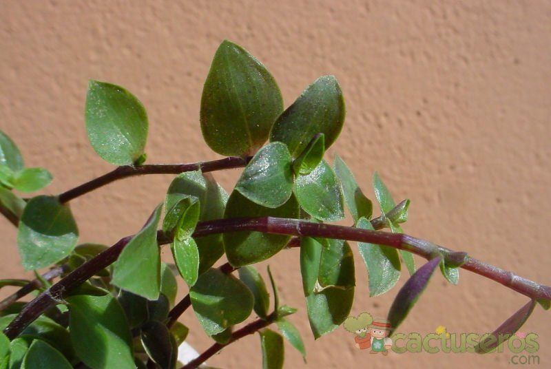 A photo of Callisia repens