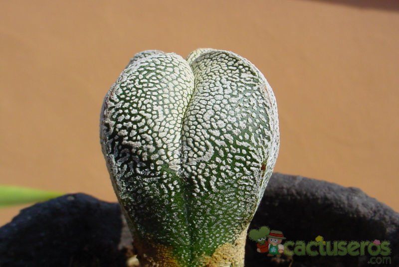 Una foto de Astrophytum myriostigma cv. ONZUKA