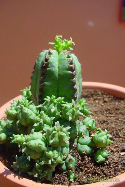 Una foto de Euphorbia latimammillaris  