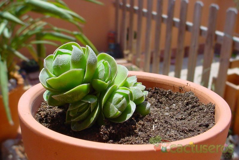 Una foto de Crassula cv. Emerald