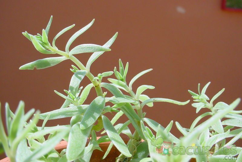 A photo of Sedum lineare fma. variegada