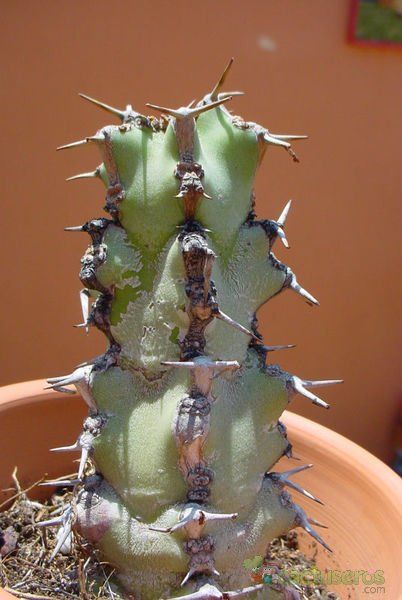 Una foto de Euphorbia caerulescens