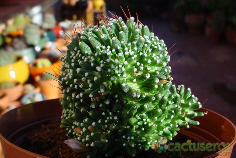 A photo of Mammillaria crinita ssp crinita fma. monstruosa