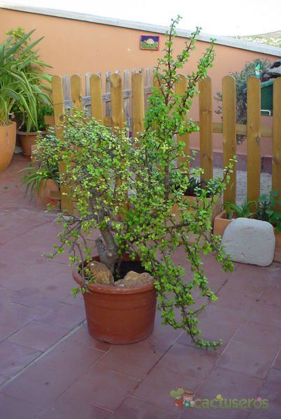 A photo of Portulacaria afra