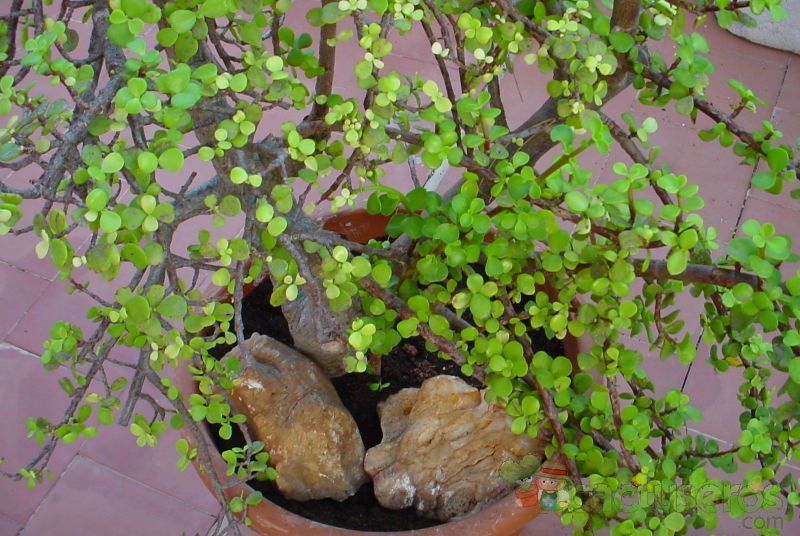 A photo of Portulacaria afra