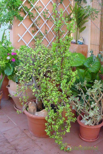 A photo of Portulacaria afra