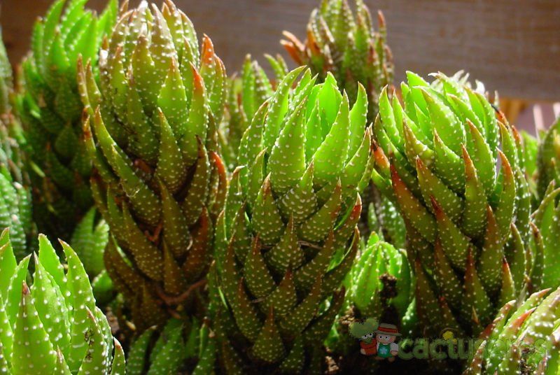 A photo of Haworthia coarctata