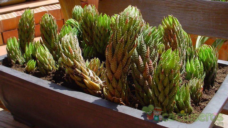 A photo of Haworthia coarctata