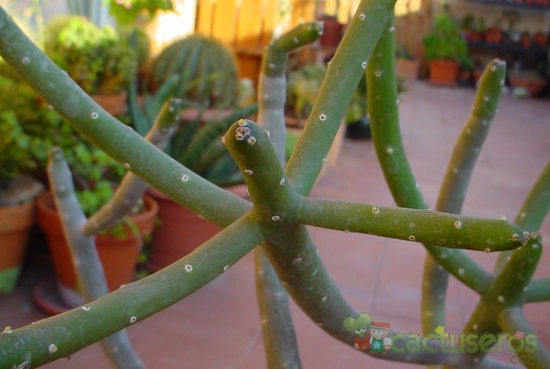 Una foto de Euphorbia cedrorum