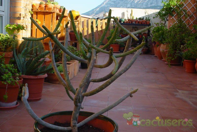Una foto de Euphorbia cedrorum